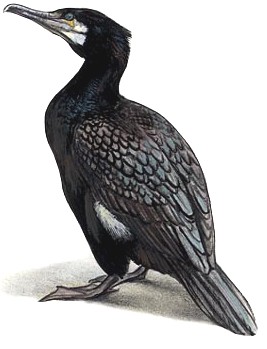 Phalacrocorax_carboB